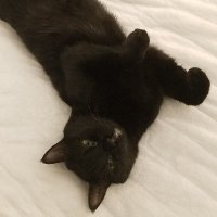 Nicoschmiko👀 (@nicoschmiko) 's Twitter Profile