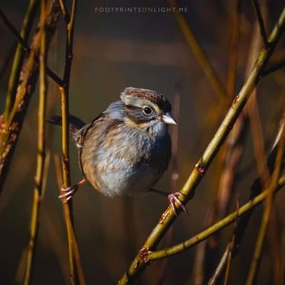 shin_sparrow's profile picture. 