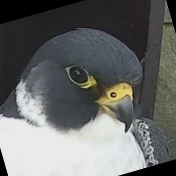 Following the fortunes of the peregrines that nest on Wakefield Cathedral.