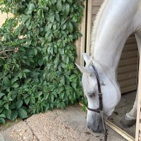 المستشار القانوني عماد الحميدان (@emd1405) 's Twitter Profile