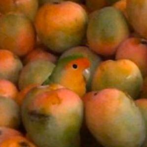 IovercIubs's profile picture. 