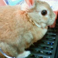 MAPLE (@rabbitmaple) 's Twitter Profile