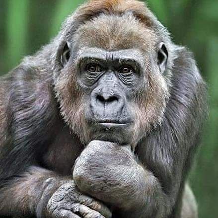 56RGoIBcVhaQA7K's profile picture. 이재명은반드시탈당한다