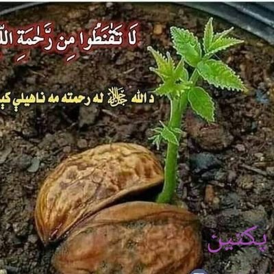 افغانستان ولایت پکتیا