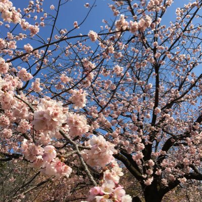 fast_fust_'s profile picture. 抑うつ、摂食障害(拒食→非嘔吐過食)