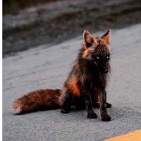 PuraVidaAF 🇺🇸🇨🇷🇮🇱 (@zoltar62) 's Twitter Profile