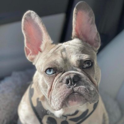 ❤️You love FrenchBulldog?
🐶We share best photos & videos daily🐶
🐩Follow us and join the club🐩
🐕❤ HIT THAT FOLLOW BUTTON ❤🐕