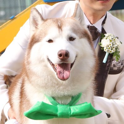 シベリアンハスキーを愛する30代共働き夫婦です🐾 2012年：ハスキー犬が誕生。妻の一族で分け合う🐾 2016年：妻と結婚したら、ハスキーも付いてくる🐾 2018年：ハスキーのためドッグラン付き住宅購入🐾2023年：新たな家族たち（👶🐺）が仲間入りする🐾S.Husky：ヴィヴィアン♂＆マリアン♀🐾