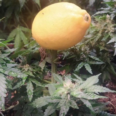 manabuu420's profile picture. 適当に　マッタリと🤣ちょいちょい、ススキノに居ます👍  ススキノ難民多すぎでしょ😁