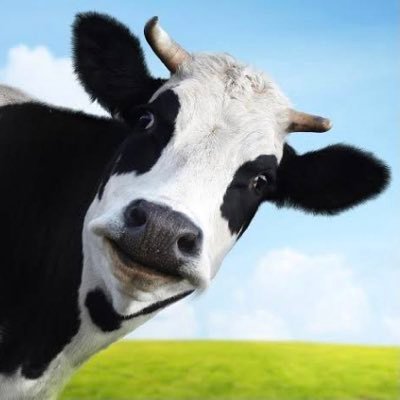 ちっち(Switch)🐮🦈🐣🤮🐑 🪬さんのプロフィール画像