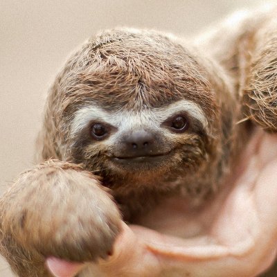 EntropySloth Profile Picture