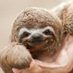 Entropy Sloth (@EntropySloth) Twitter profile photo