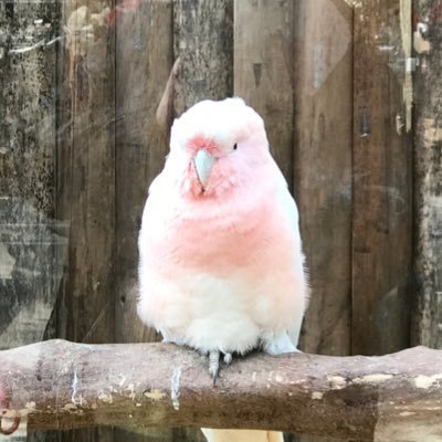 Twitter始めました。