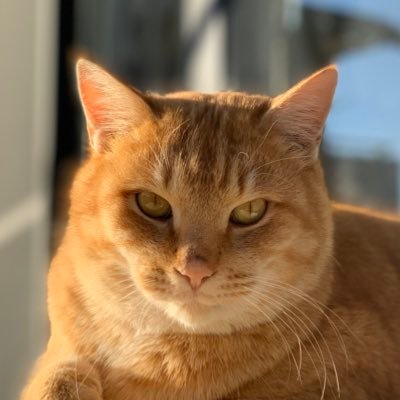 neko_zaurus's profile picture. 金融系IT屋さん。資本主義の養分。ポジりかじり虫。