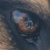 Simon Scott (@siscottx) 's Twitter Profile