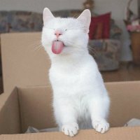 Cats in boxes (@catsinsidebox) 's Twitter Profile