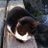 ねねこのアイコン
