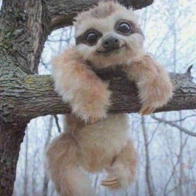 SlothKnowsBall Profile Picture