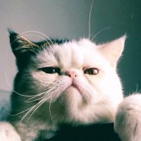 BB ちゃん (@kahofish1) 's Twitter Profile