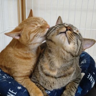 2019.6.15に生後3周目の仔猫を保護家族となりました。名前はネル♀️(まるどら)とロナ♀️(きじとら)、姉妹でXの主役😊保護活動してる方応援します。2024.11.4新たに保護した猫を家族に迎えました。名前はしーか♀️(きじとら)。 スポーツ、美味しいもの、風景も大好き、気軽にフォローしてください