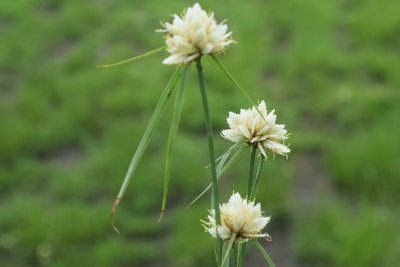 International Sedge Society - uniting the international Cyperaceae research community and anyone with an interest in identifying, growing and studying sedges.