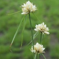 International Sedge Society (@intsedgesoc) 's Twitter Profile