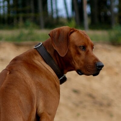 Rhodesian Ridgeback Mein Bub Und Mein Madel O Http T Co Yohvfytptx Http T Co 5s5fz4fny3