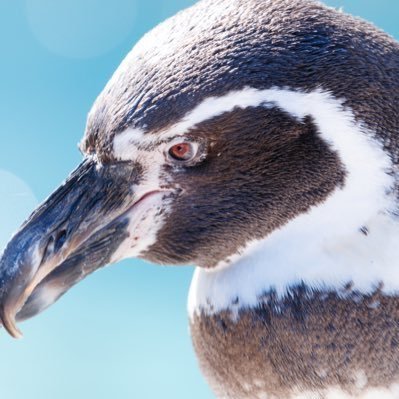 ひだりきき Hidari Penguin Twitter
