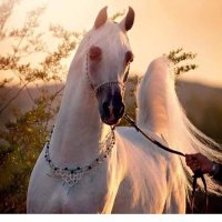 sanaa hjaya (@sanaahjaya) Twitter profile photo