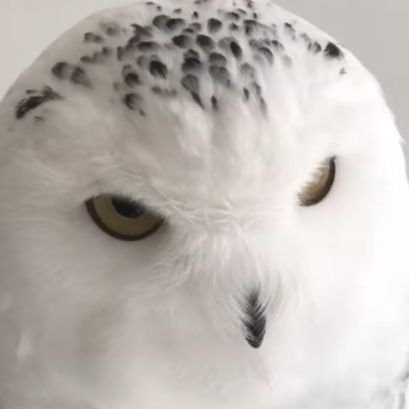 Oykumasky's profile picture. 