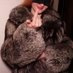 FurSlutJess (@user162069) Twitter profile photo FurSlutJess (@user162069) Twitter profile photo
