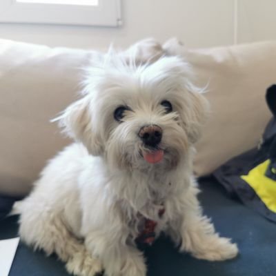 Arui_Fogg's profile picture. Cinéfilo y padelero. Tú tb fichaste a Cristiano y te quedaste sin pasta #Comunieros