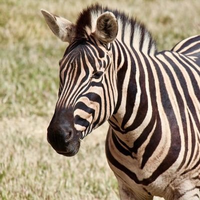 Some health conditions are becoming marginalised by the NHS due to a lack of funding. Raising awareness for the plight of these patients. #EDS #Zebras #ASD