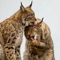Stéphane,lynx 37🇫🇷 🙏🙏🇺🇦🇱🇧 (@boudet_stephane) 's Twitter Profile Photo Stéphane,lynx 37🇫🇷 🙏🙏🇺🇦🇱🇧 (@boudet_stephane) 's Twitter Profile Photo