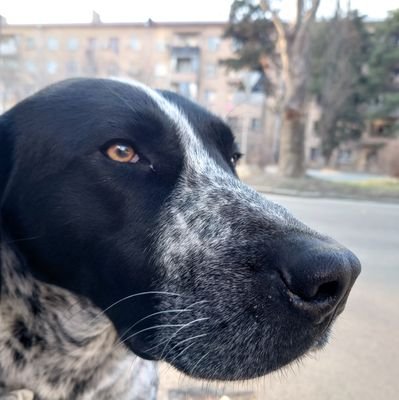 ジョージア人から習う私的簡単めでよく使う日常ジョージア語🇬🇪自分のための備忘録。ほぼ発信専用です🙏日常生活のつぶやきは→@dancing_kuma