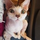 Christine Streeter - @thecstreets - Twitter