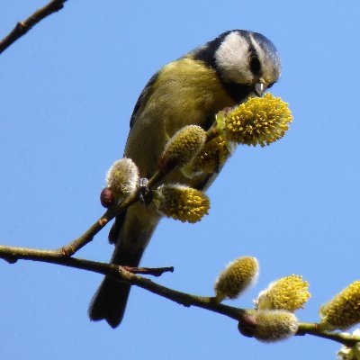 Amateur urban birder, advice always welcome.
Uploading only own photos and videos.