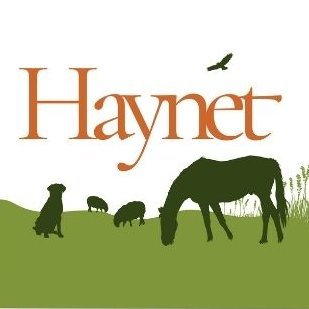 haynetblog Profile Picture