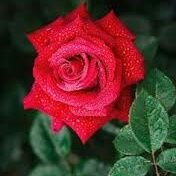 AngeBise's profile picture. femme u unique