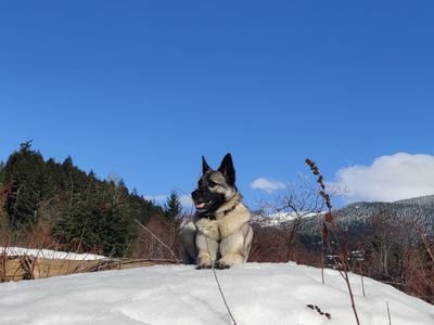 ChloeElkhound