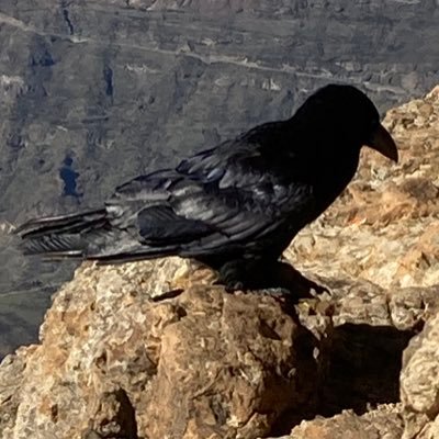 SzabolcsWarga's profile picture. 