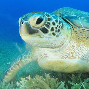 its_mr_c137's profile picture. The only thing flat-earthers have to fear is sphere itself. | TTV its_mr_c137 | Hail State '19 | He/Him | Views are my own.