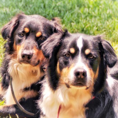 Husband and happily married. I call ‘em like I see ‘em, but Conservative through and through. Australian Shepherds rule. Pies over cakes.