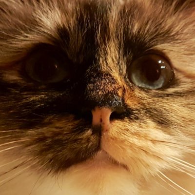 DVisiocare's profile picture. National Key Account Manager with VisioCare Services Uk ... Based in Dumfries... Cats, dogs, horses and raptors .. love them all.