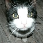 kenshoanke's profile picture. 配信者のフォロー用。