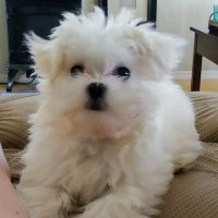 Sick of this shit ๐บ๐ธ๐โฎ๏ธ๐ (@notnot4me) 's Twitter Profile