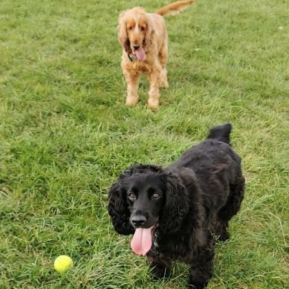 88ss11's profile picture. Organic Chemist