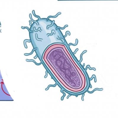 Just a bacterium looking to meet friends around the world. My mission? Causing tuberculosis ❤️Always looking for generous hosts when I travel!