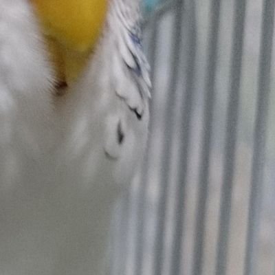 くろぽっちさんのプロフィール画像