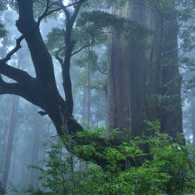 日本には素晴らしい巨木たちが存在します 美しい巨木を後世へ　※写真の無断転載はおやめください